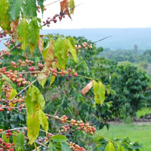 Kona coffee plants are grown at a lower altitude than other Arabica trees