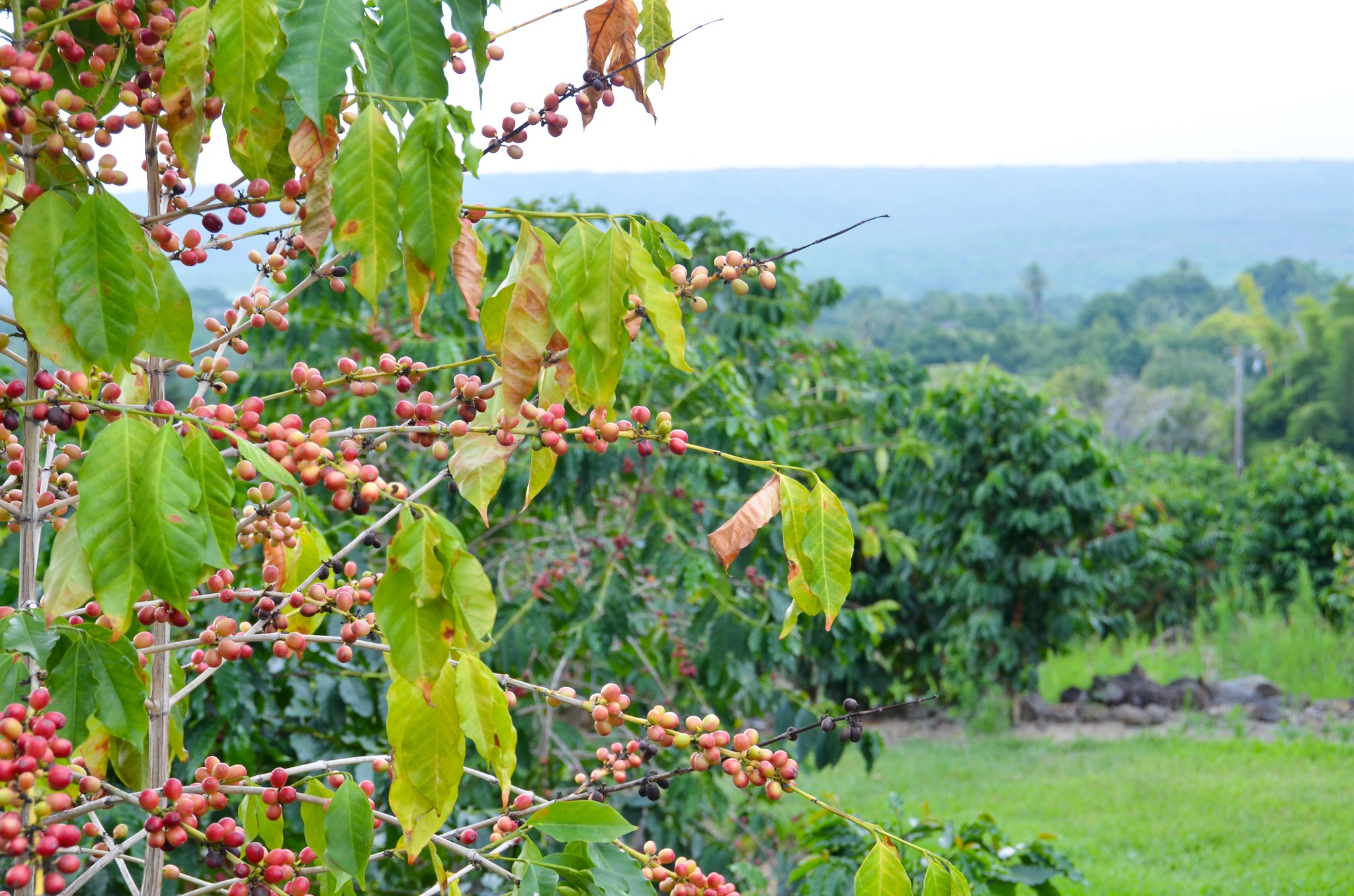 Kona coffee plants are grown at a lower altitude than other Arabica trees