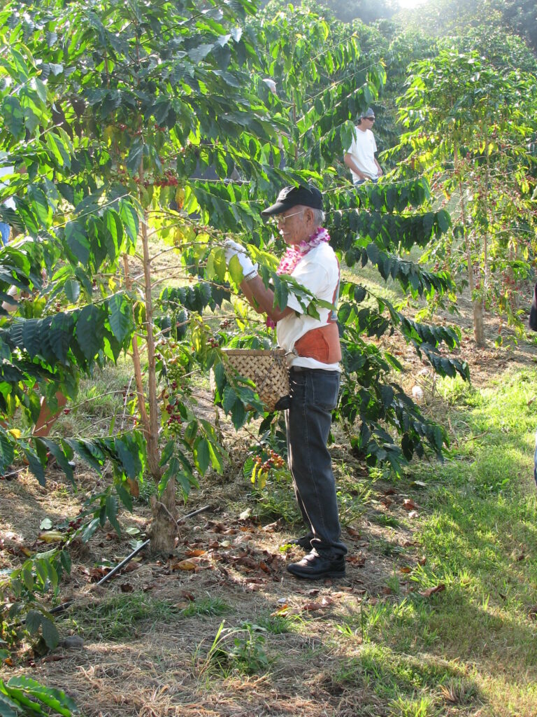 A farmer hand-picking ripe Kona coffee cherries
