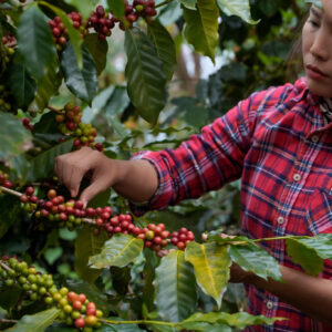 girl picking coffee beans